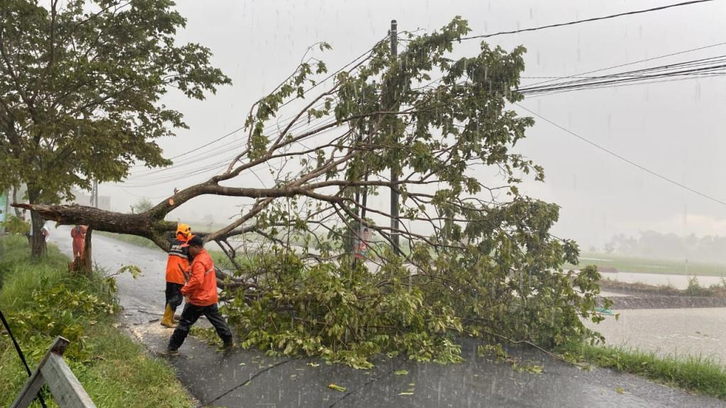 Pohon Tumbang di Purbaratu Akibat Hujan Deras dan Angin Kencang, BPBD Kota Tasikmalaya Lakukan Evakuasi