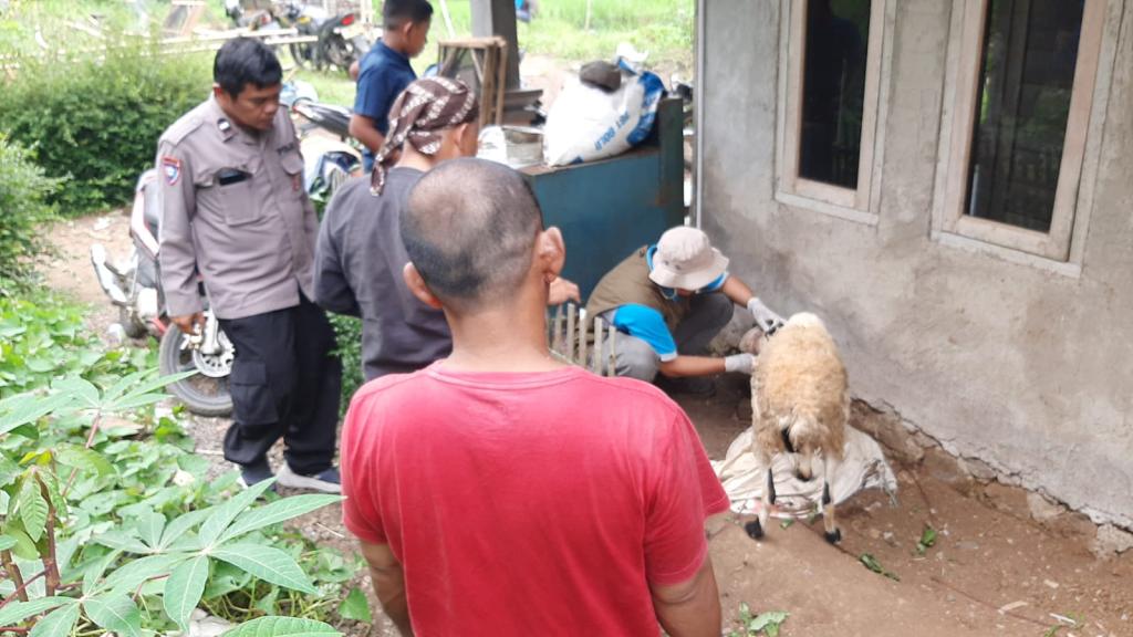 Puluhan Domba di Cikatomas Tasikmalaya Mati Misterius, Diduga Dimangsa Anjing Hutan