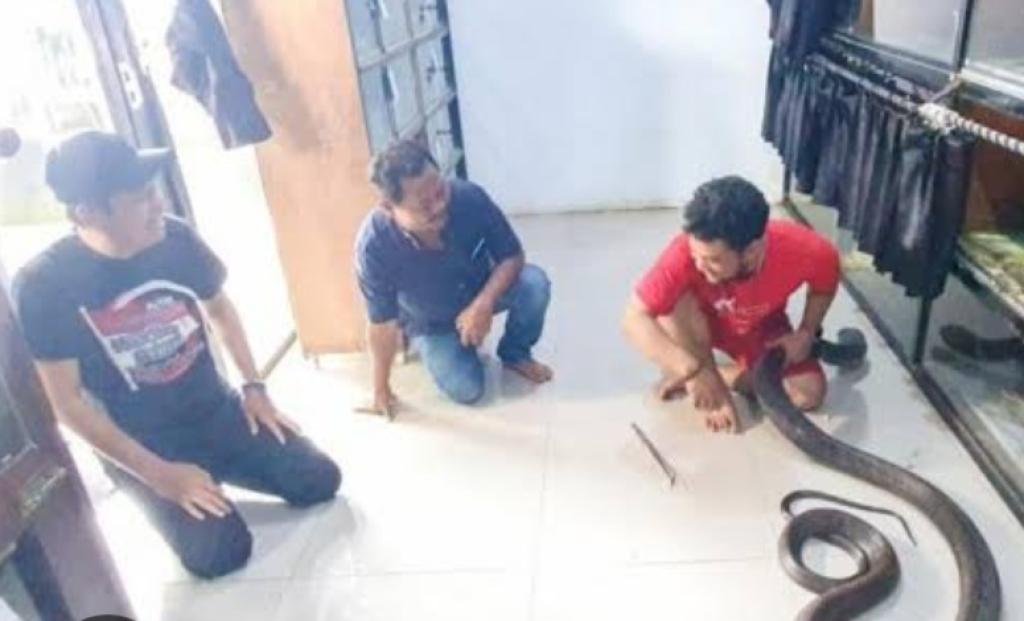 Dedi Mulyadi Disatroni Ular King Kobra ke Kamarnya: Jangan Kirim yang Aneh-aneh!