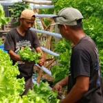 Pasok Selada ke Dapur MBG, Petani Muda di Padaherang Pangandaran Raih Omzet Rp20 Juta Sebulan