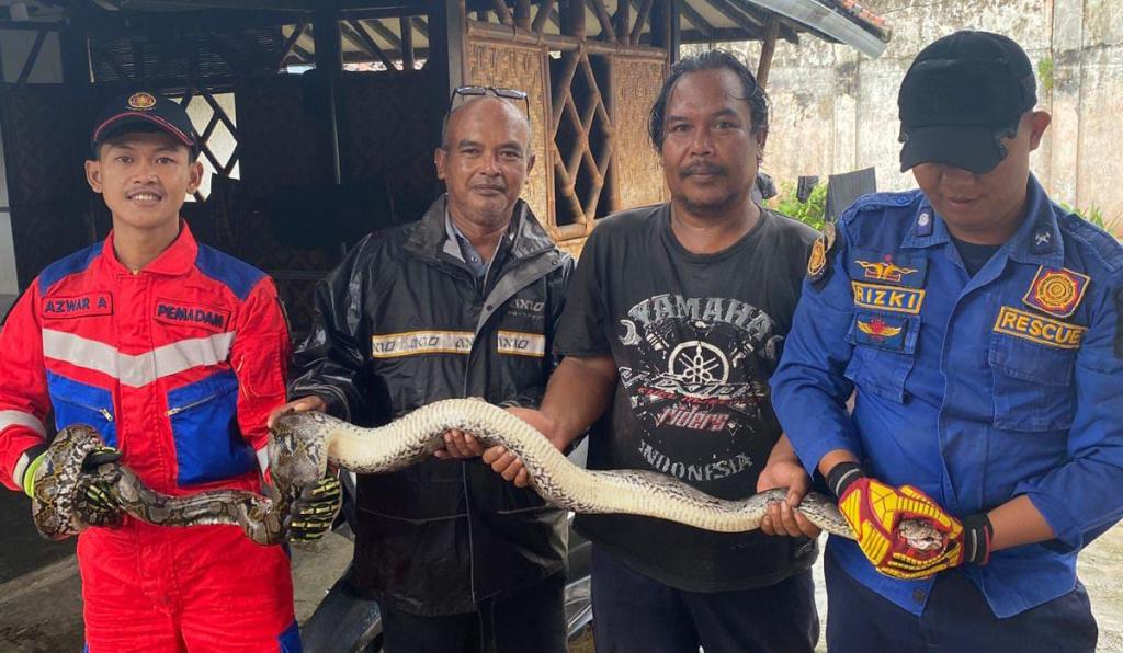 Sempat Serang Warga, Ular Sanca Sepanjang 2 Meter Dievakuasi Damkar Kota Tasikmalaya