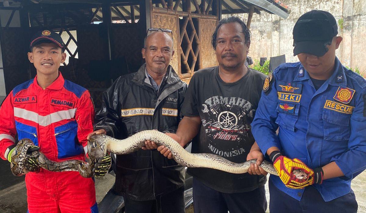 Sempat Serang Warga, Ular Sanca Sepanjang 2 Meter Dievakuasi Damkar Kota Tasikmalaya