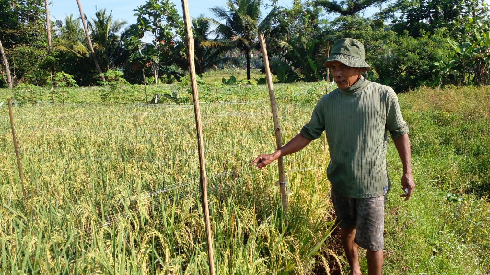 Inovasi Petani Ciamis: Jaring Nilon untuk Halau Serangan Burung Pipit di Sawah