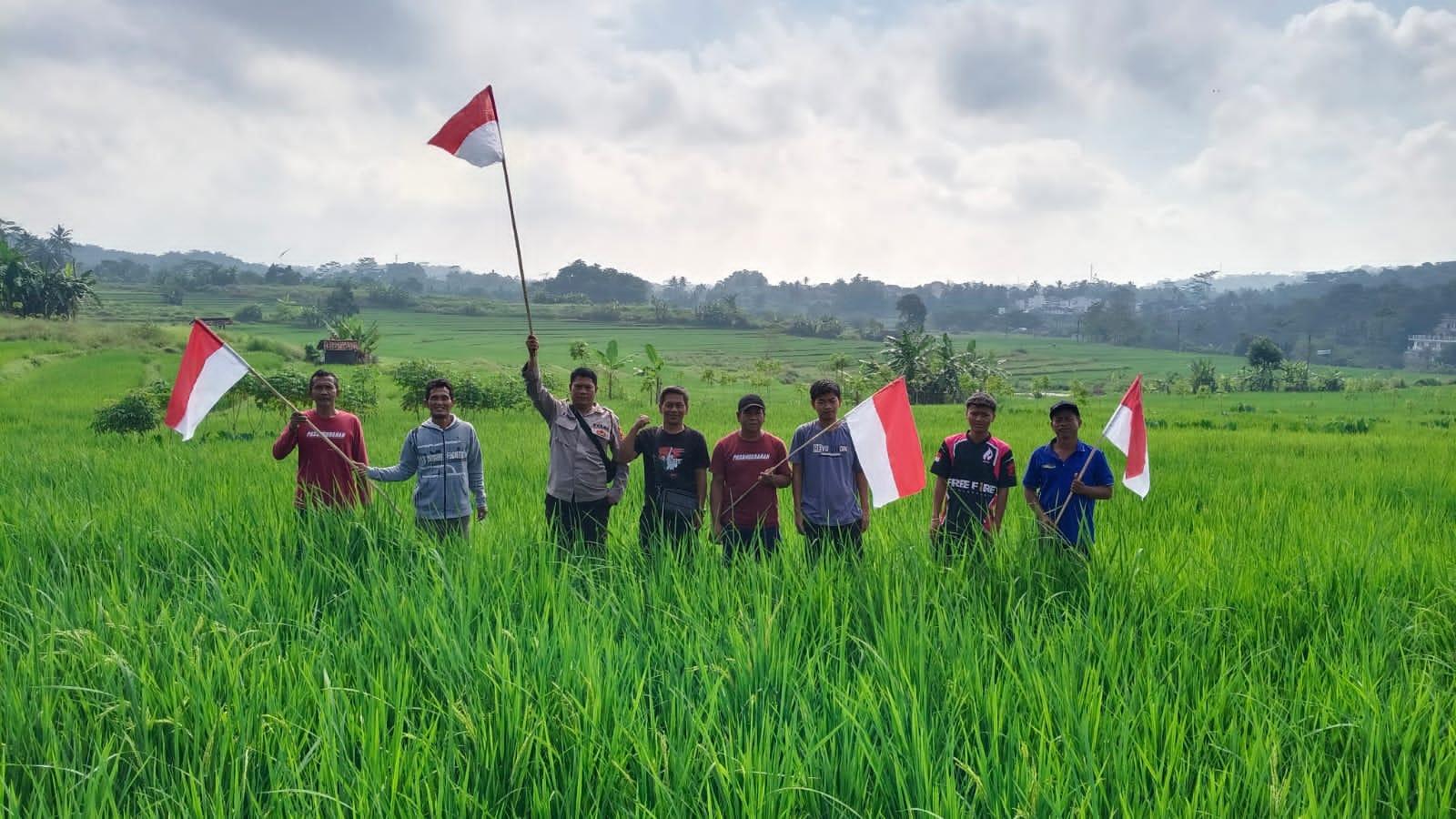 Seribu Bendera Merah Putih Hiasi Sawah di Pasanggrahan Tasikmalaya Sambut HUT ke-80 RI