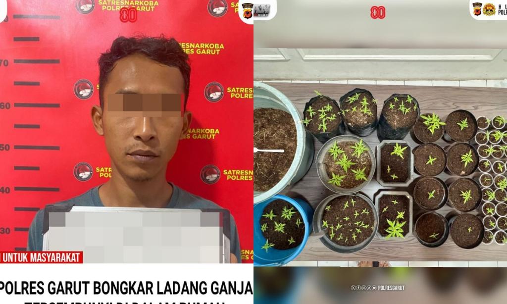 Tanam 125 Pohon Ganja dalam Pot di Rumah, Pria di Garut Diringkus Polisi