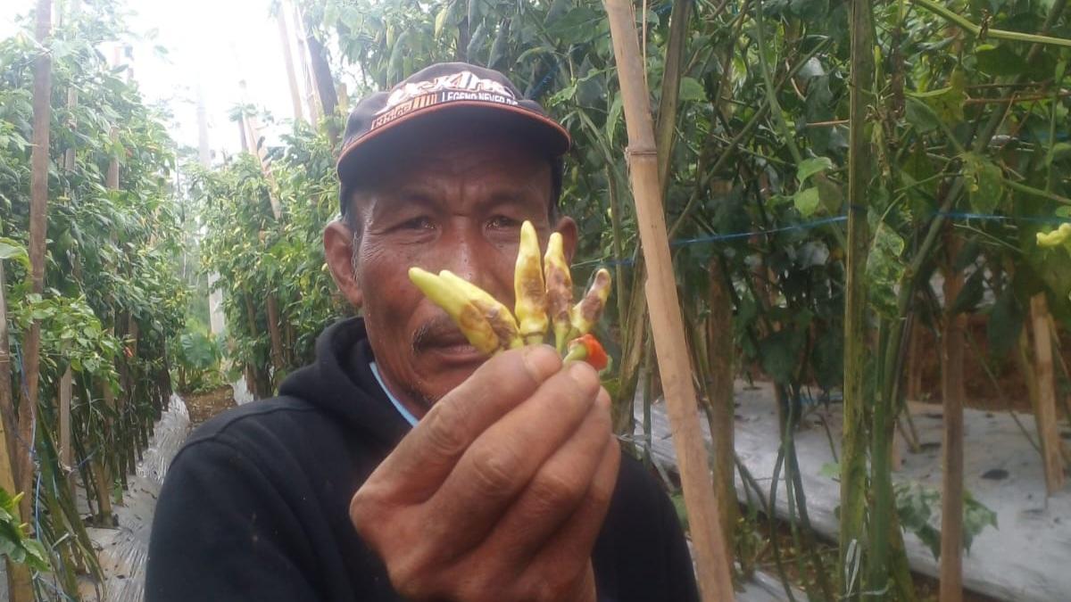 Tanaman Cabai di Sukamantri Ciamis Diserang Hama Patek, Petani Merugi