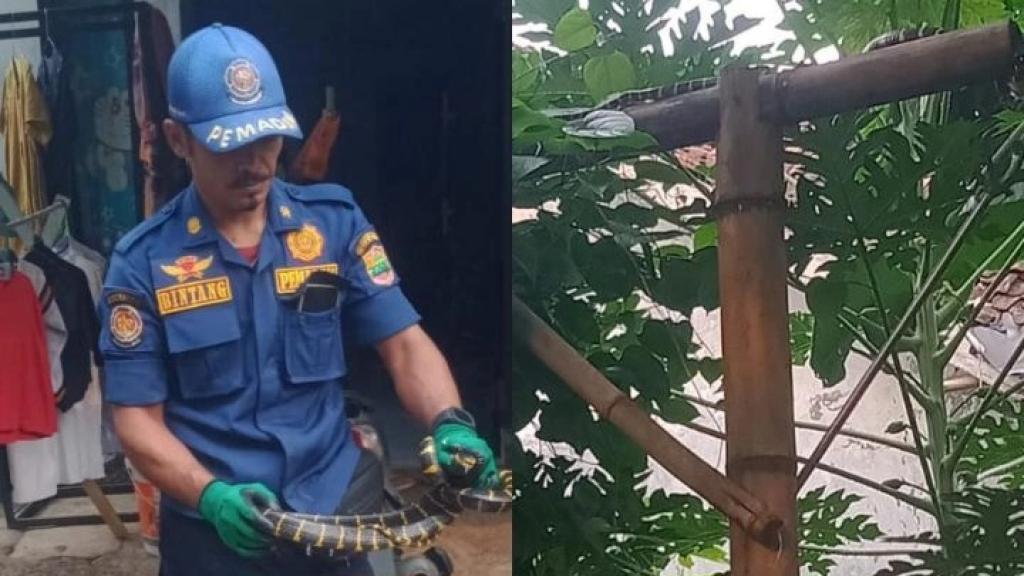 Ular Belang Ditemukan di Tiang Jemuran Warga Ciamis, Petugas Damkar Evakuasi dengan Cepat