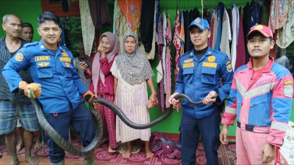 Ular King Kobra Sepanjang 4 Meter Masuk Dapur Warga di Ciamis