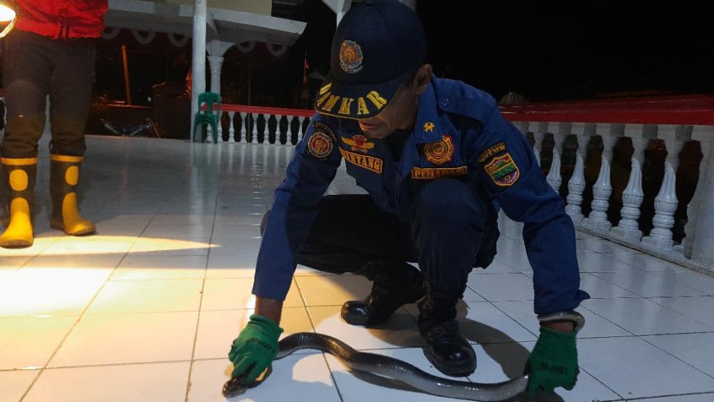 Ular Kobra Satroni Balai Desa Banjarsari Ciamis, Damkar Turun Tangan