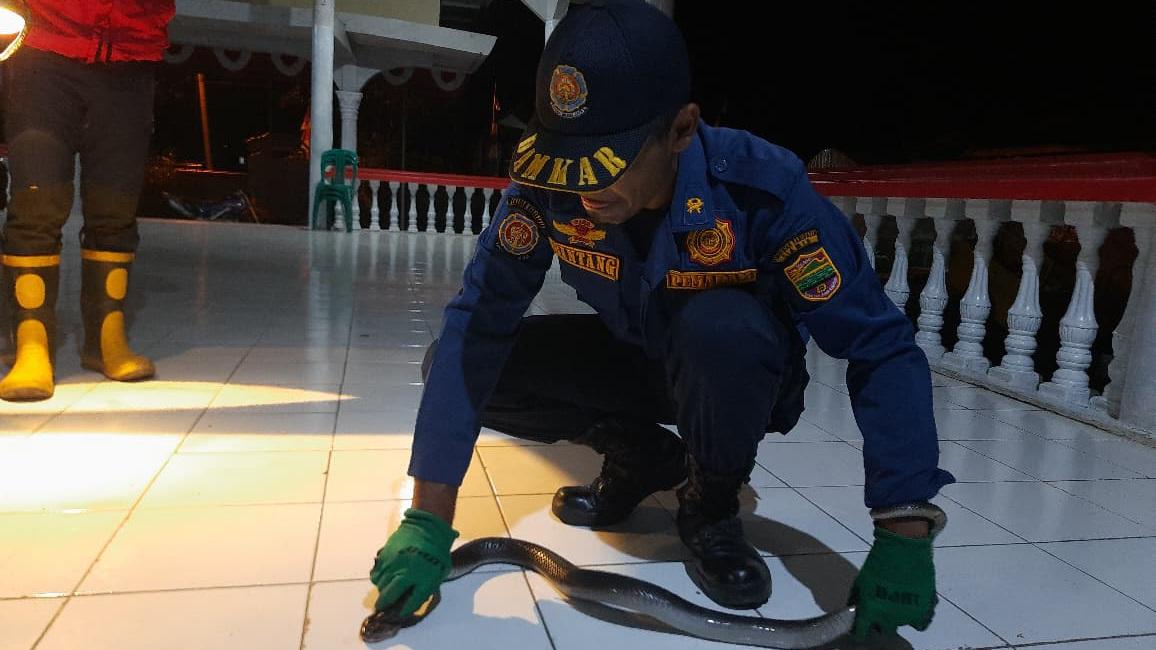 Ular Kobra Satroni Balai Desa Banjarsari Ciamis, Damkar Turun Tangan