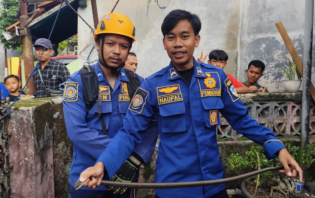 Ular Koros Masuk Rumah Warga Cipicung, Damkar Kota Tasikmalaya Lakukan Evakuasi