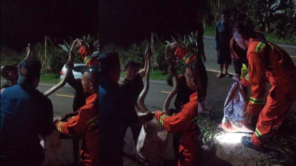 Ular Sanca Kembang Berhasil Dievakuasi Damkar Kabupaten Tasikmalaya di Cisayong