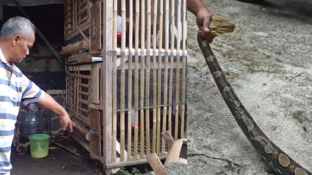 Ular Sanca Sepanjang 3 Meter Mangsa Ayam Pelung di  Ciamis