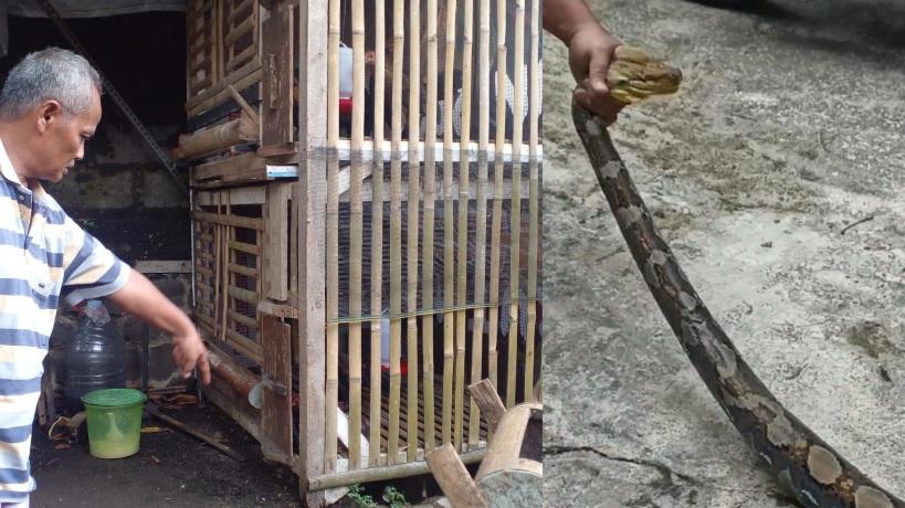 Ular Sanca Sepanjang 3 Meter Mangsa Ayam Pelung di  Ciamis