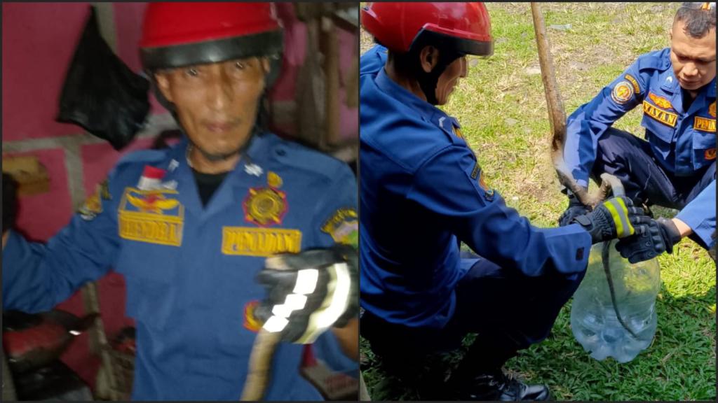 Ular Sepanjang 1,5 Meter Bersembunyi di Kamar Mandi Warung, Damkar Ciamis Lakukan Evakuasi