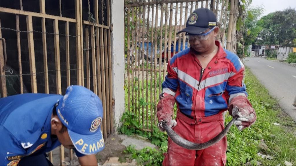 Warga Ciamis Dikejutkan Ular Kobra Jawa saat Memindahkan Karung Goni