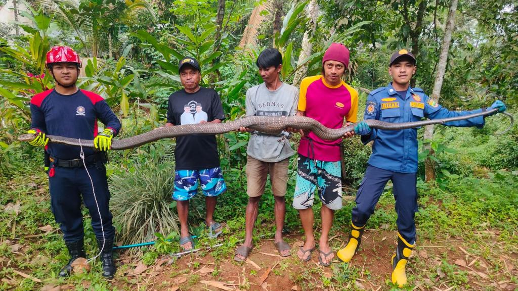 Warga Ciamis Gempar, Ular King Kobra 6 Meter Dievakuasi Petugas Damkar
