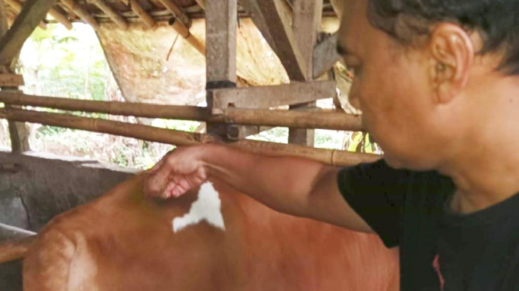 Waspada Penyakit Mulut dan Kuku di Ciamis, Dinas Peternakan Tegaskan Daging Sapi Tetap Aman Dikonsumsi