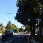 188 Pohon di Jalur Nasional Ciamis Rawan Tumbang, BPBD Peringatkan Bahaya Saat Cuaca Ekstrem