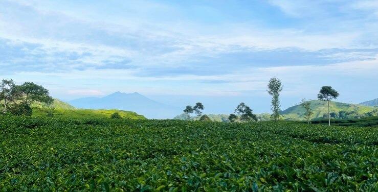 Prakiraan Cuaca Kabupaten Ciamis Hari Ini, Kamis 1 Mei 2025