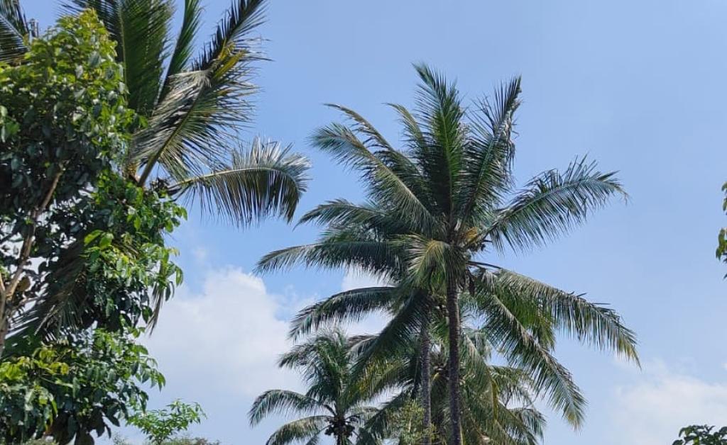 Prakiraan Cuaca Kabupaten Pangandaran Hari Ini, Minggu 12 April 2026