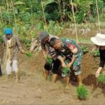 Babinsa Wangunjaya Ciamis Turun ke Sawah, Dukung Percepatan Musim Tanam 2025