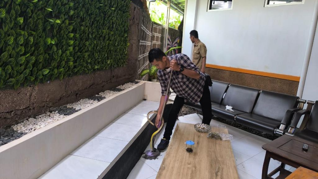 Ular Koros Sepanjang 1,2 Meter Bikin Panik Pegawai Diskominfo Kota Tasikmalaya