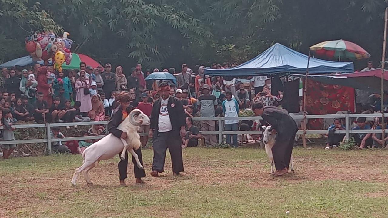 Budaya Domba Tangkas Meriahkan Hari Jadi ke-22 Kota Banjar, Dongkrak Ekonomi Peternak dan UMKM