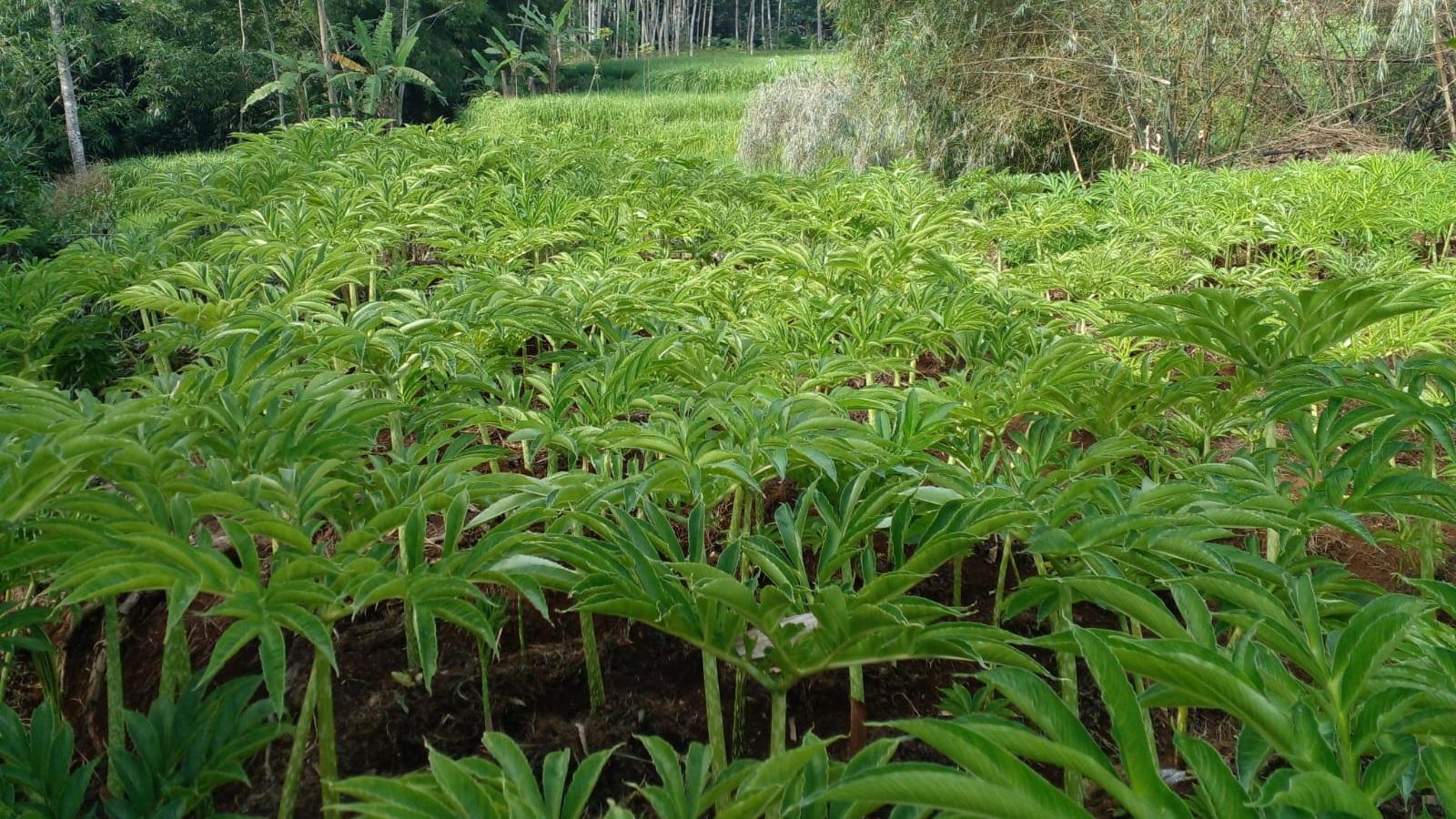 Budidaya Porang di Ciamis Meredup, H. Sarkum Pilih Bertahan di Tengah Kemunduran