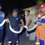 Damkar Kota Tasikmalaya Evakuasi Ular Sanca dan Ular Kobra di Dua Lokasi Berbeda