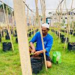 Di Balik Jeruji, WBP Lapas Banjar Panen Harapan Lewat Budidaya Melon