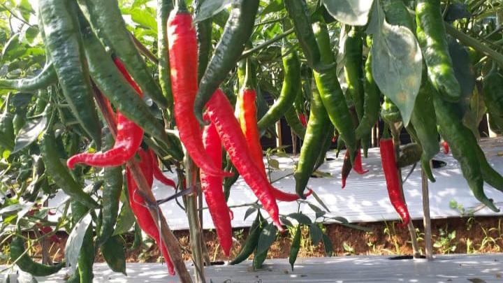 Harga Cabai di Ciamis Naik Pasca-Idul Adha, Petani Sukamantri Hadapi Serangan Penyakit Tanaman