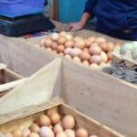 Harga Telur Ayam Naik Jelang Idul Adha, Peternak Ayam Petelur Raup Untung