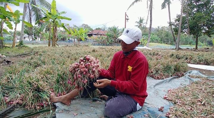 Harga Pasaran Tinggi, Petani Bawang di Kota Banjar Ketiban Untung