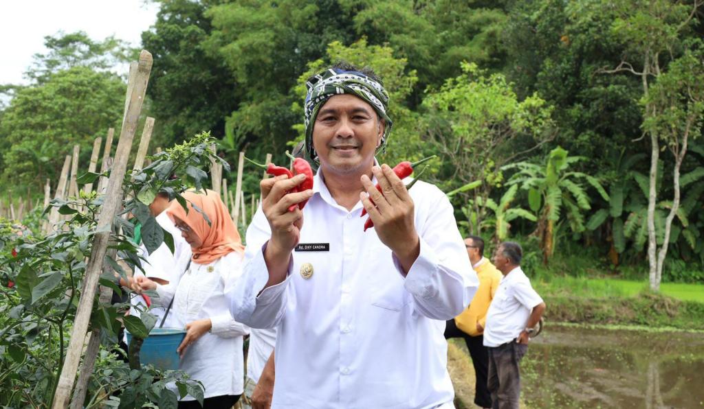 Wakil Wali Kota Tasikmalaya Panen Cabai Bersama Petani Milenial di Cibunigeulis