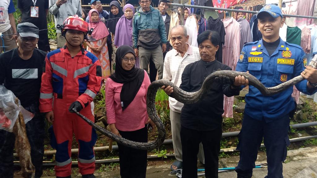 Ular Sanca Lilit Kucing Peliharaan, Damkar Ciamis Sigap Lakukan Evakuasi
