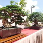 Kontes dan Pameran Bonsai Nasional 2026 di Plaza Asia Tasikmalaya, Catat Jadwalnya