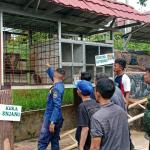 Monyet Lepas dari Saung Sule Bikin Heboh Warga Ciamis, Damkar-BKSDA Bergerak Cepat Evakuasi