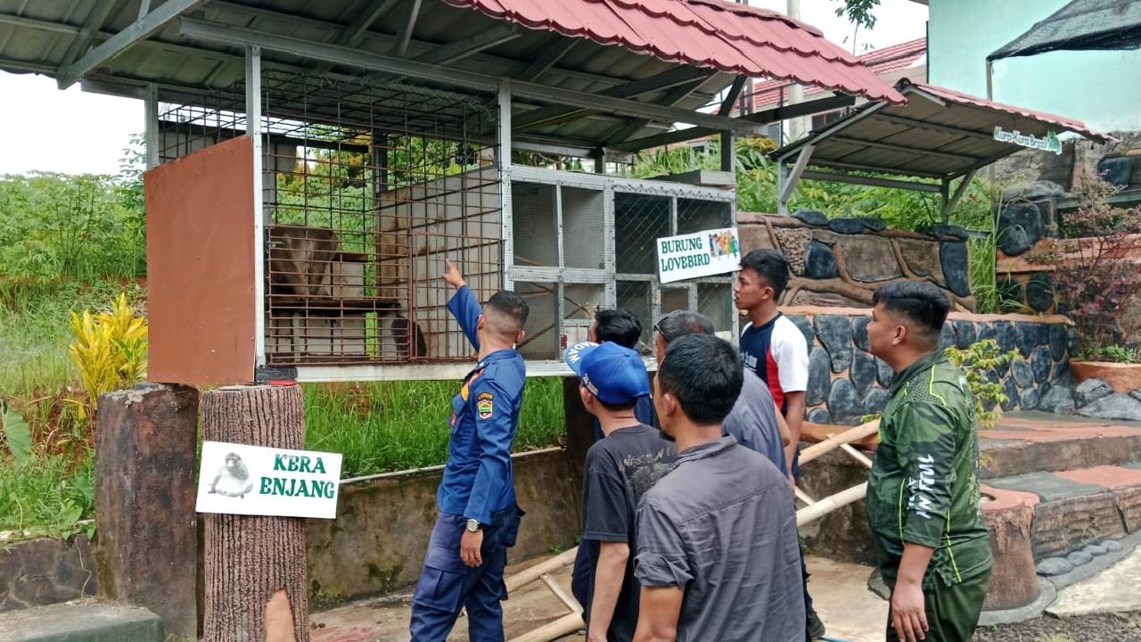 Monyet Lepas dari Saung Sule Bikin Heboh Warga Ciamis, Damkar-BKSDA Bergerak Cepat Evakuasi