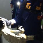 Biawak Masuk Kamar dan Bersembunyi di Bawah Tempat Tidur