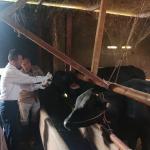 Jelang Idul Adha, Disnakkan Ciamis Gencarkan Pemeriksaan Hewan Kurban