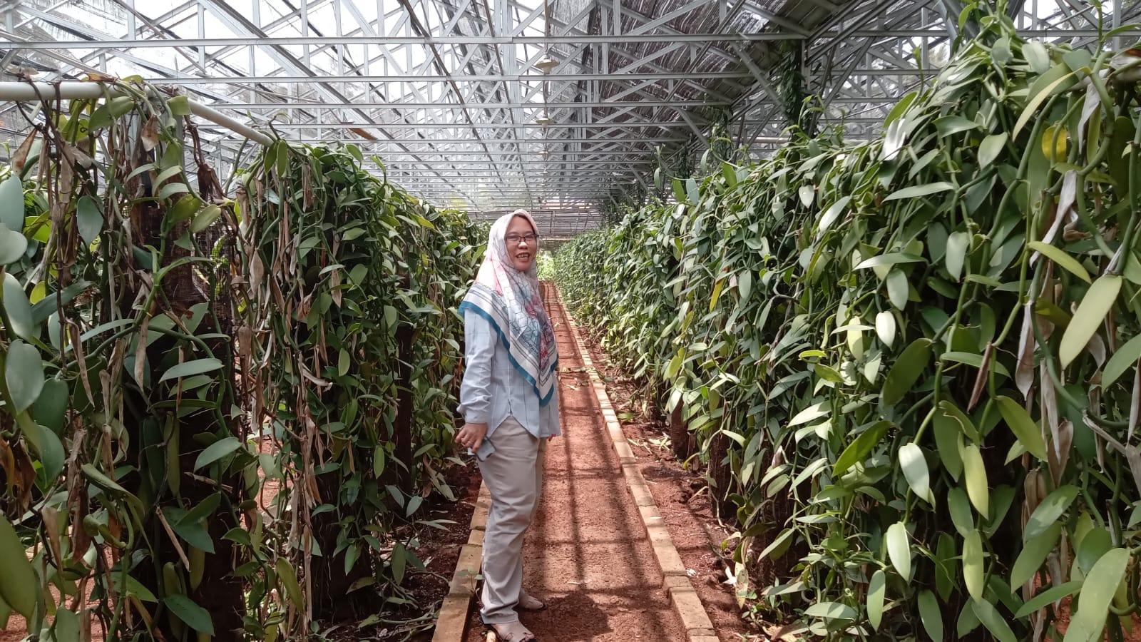 Kisah Sukses Lia Juliani, Petani Vanili Kota Banjar yang Raup Omzet Ratusan Juta Rupiah