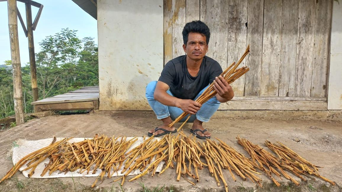 Mengintip Proses Pengolahan Kulit Kayu Manis di Bojonggambir Tasikmalaya