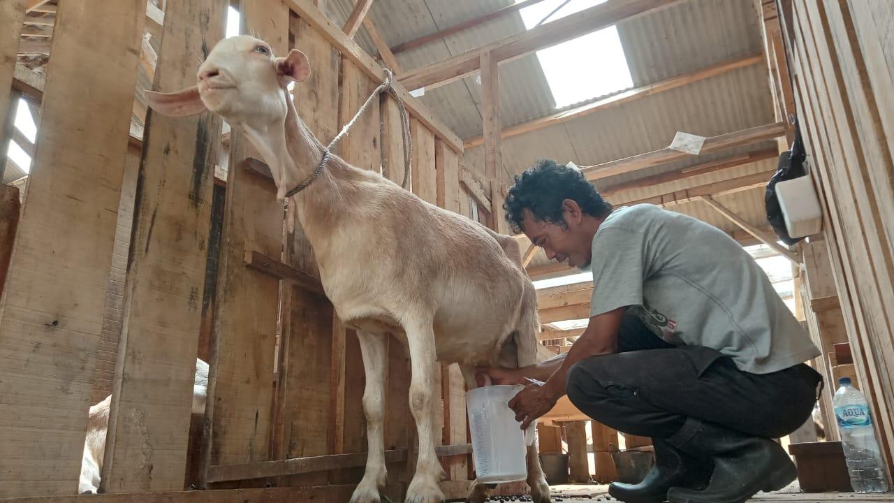 Menikmati Susu Etawa Segar di Putra Galuh Farm Kota Banjar