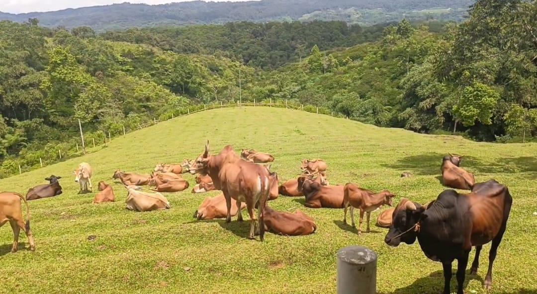 Mini Ranch Sapi Pasundan, Wisata Edukasi dan Alam di Ciamis