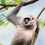 Owa Jawa, Primata Langka Penjaga Hutan yang Kini Terancam Punah