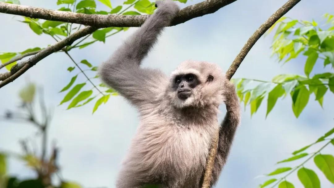 Owa Jawa, Primata Langka Penjaga Hutan yang Kini Terancam Punah