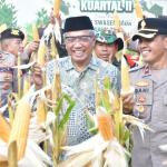 Panen Raya Jagung di Kota Banjar, Upaya Menjaga Ketahanan Pangan dan Ekonomi Warga