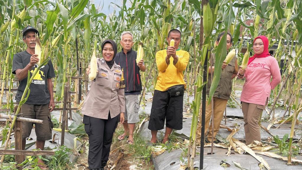 Polres Ciamis Dukung Program Swasembada Pangan Lewat Panen Jagung