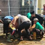Polres Ciamis Sembelih 29 Hewan Kurban di Hari Raya Idul Adha 1446 H